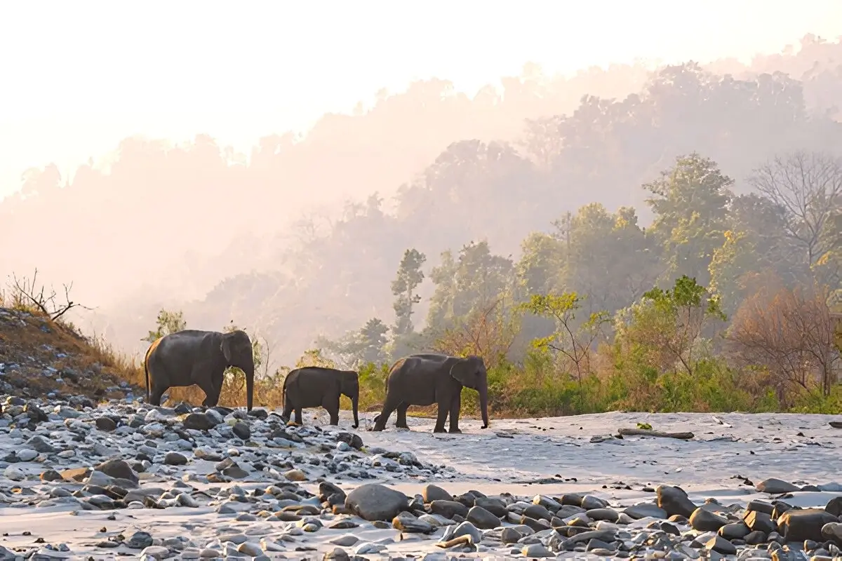 Manas National Park